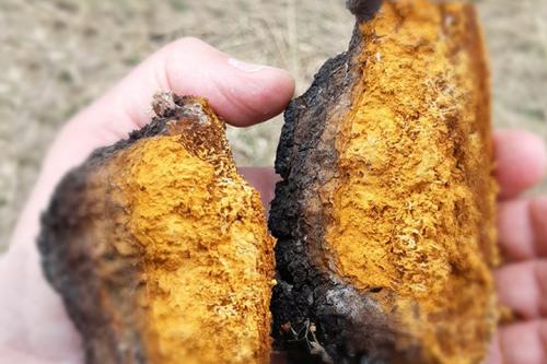 Close up of wood burl that has been cut in half